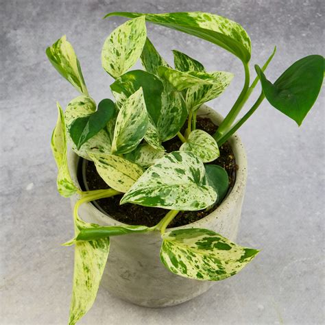 Epipremnum Pinnatum Marble Queen M Mikroklimat