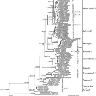 Bayesian Inference Tree Inferred From Cyt B With 98 Schizothorax