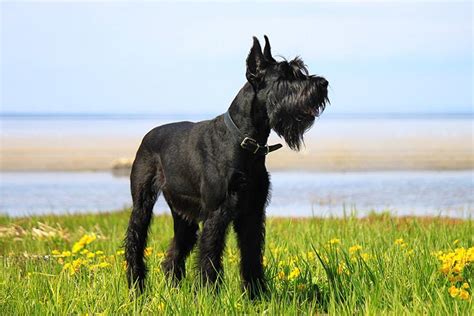 Giant Schnauzer Dog Breed Information