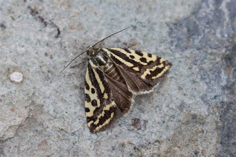 Acontia Trabealis Ackerwinden Bunteulchen Spotted Sulphur In