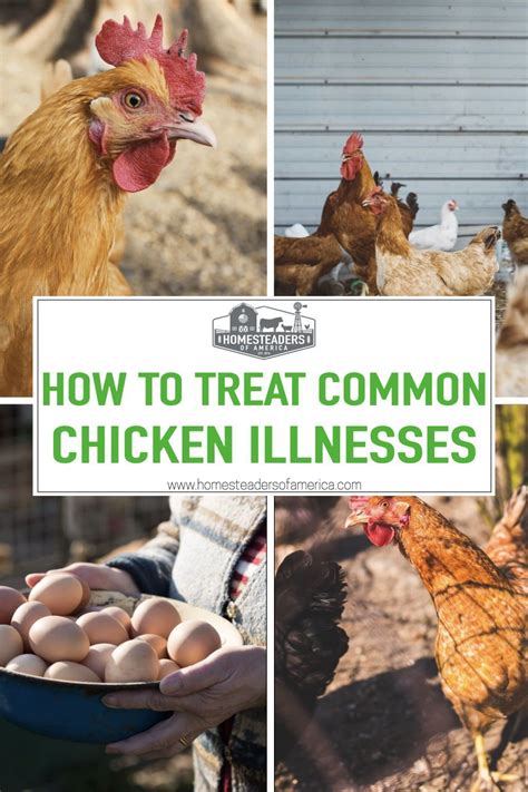 How To Treat Common Chicken Illnesses Homesteaders Of America In 2023