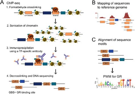 Chromatin Immunoprecipitation Chip