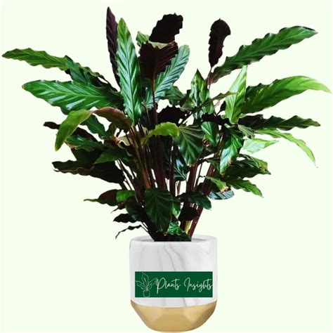 Calathea Rufibarba How To Care For Furry Feather Calathea