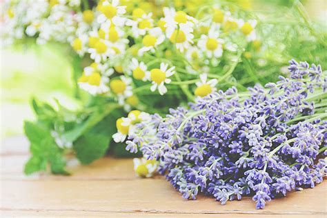 【画像】【9月の開運壁紙】恋愛運は「ハーブの花」、金運は「白蛇」の写真で運気アップ！ Peachy ライブドアニュース