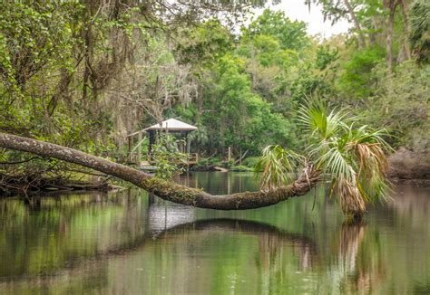 Leaning Palm Withlacoochee Florida Paddle Notes