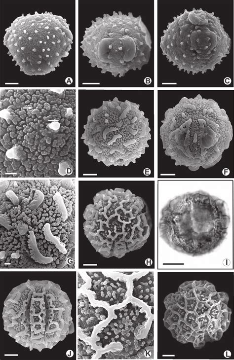 Figure Photomicrographs And Electron Photomicrographs Of Pollen Grains