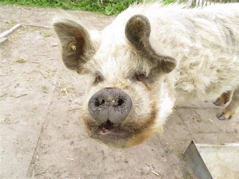 Potbellied pig stock image. Image of potballied, potbellied - 116998697