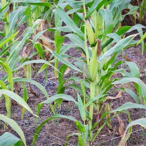 Sweet Corn Stock Image Image Of Farming Cultivation 86643109