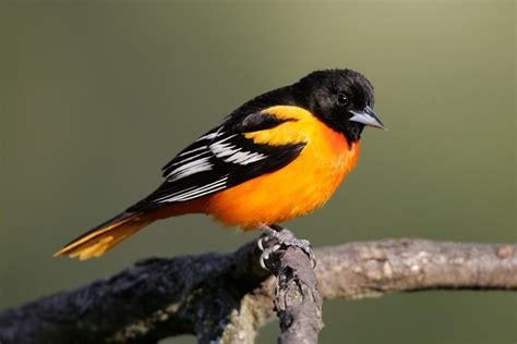 Baltimore Oriole Beautiful Birds Oriole Bird Bird