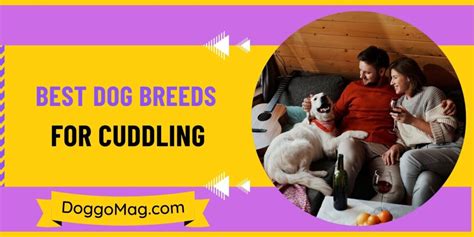 30 Affectionate Best Dog Breeds for Cuddling - DoggoMag