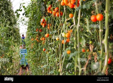 Tomatoes Greenhouse Spain Hi Res Stock Photography And Images Alamy