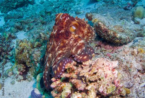 Underwater Life: Common Octopus (Octopus Vulgaris) underwater foto in ...