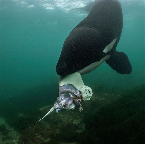 Orca feeding on a stingray : r/natureismetal