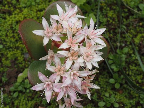 Crassula Multicava Ssp Multicava