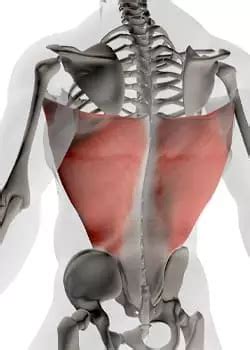 Anatomie Du Muscle Lombaire