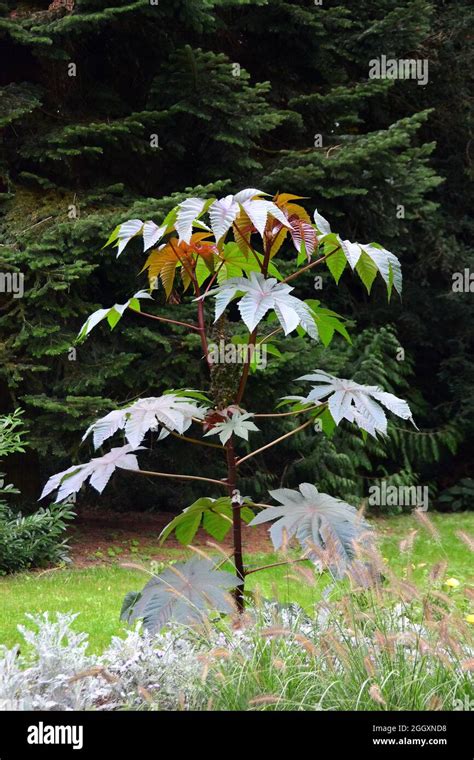 Castor Bean Castor Oil Plant Wunderbaum Rizinus Ricin Commun