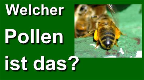 Frage An Euch Welchen Pollen Erkennt Ihr Jungv Lker Tragen Massiv