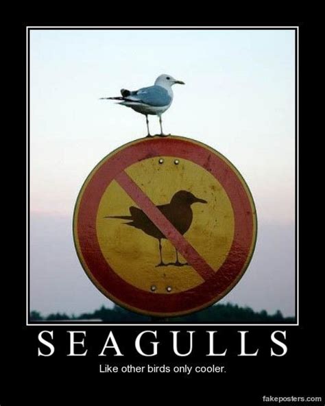 Seagulls Funny Pictures Funny Animal Pictures Funny Animals