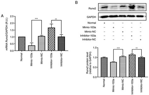 Regulation Effects Of Mirna 103 On The Expression Of Runx2 Vsmc Cells