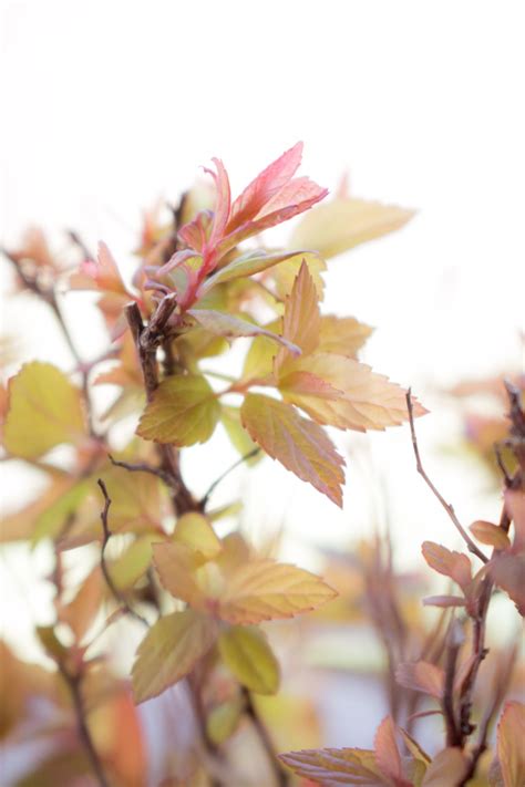 Goldflame Spirea Spiraea X Bumalda Goldflame Starter Easy To Grow