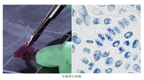 实验室操作技能之显微镜玻片的制作图解教程 生物器材网