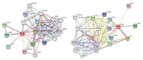 24 Examples Of Gene Interaction Networks Properties Of Networks As A Download Scientific