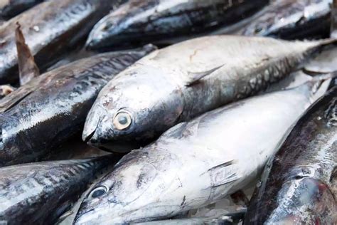 Pabrik Olahan Tuna Di Labuhan Lombok Segera Beroperasi Produksi Sampai