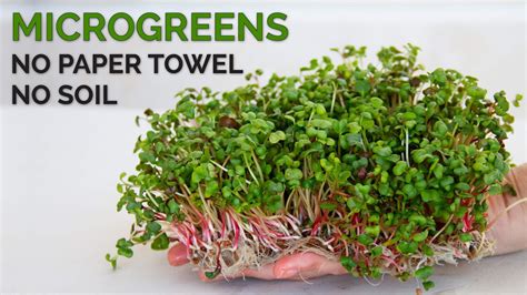 How To Grow Microgreens Without Soil Hydroponic Method