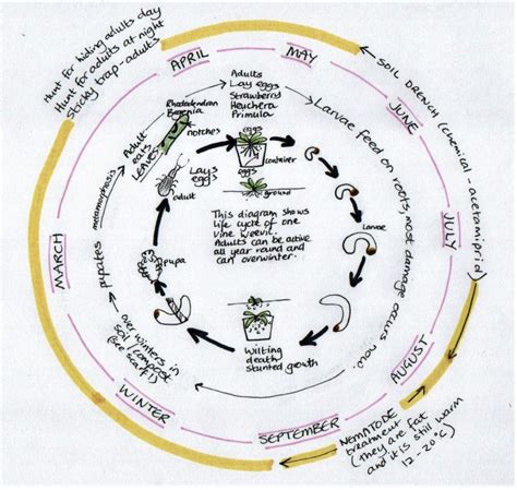 Plant Pest : Vine weevil. Life Cycle and Control. - Leafy Learning