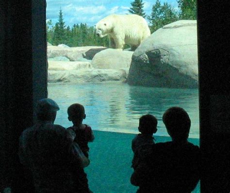 International volunteers coming to Cochrane Polar Bear Habitat - My ...