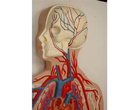 Vessel anatomy - heart and cervical vessels Quiz