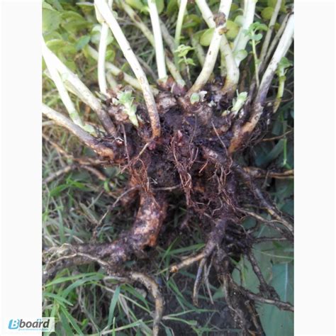 Продам САЖЕНЦЫ родиолы розовой, Ямполь, Садовые цветы и растения — Bboard