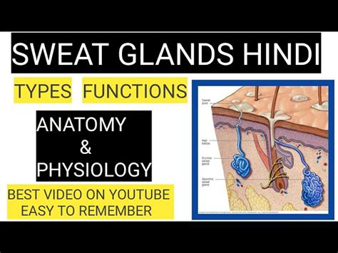 Types Of Sweat Glands And Their Functions Infoupdate Org