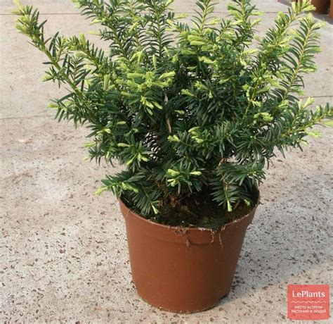 Тис ягодный (Taxus baccata) — описание, выращивание, фото | на LePlants.ru
