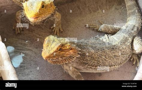 Bearded dragon drinking water hi-res stock photography and images - Alamy