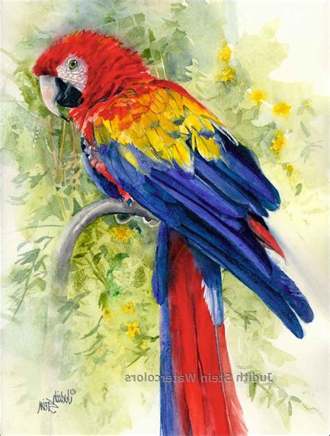 Watercolor Macaw Parrot Bird Watercolor Art Watercolor Bird