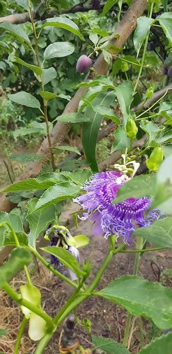 Индиго пассифлора | Indigo Passiflora #indigo #passiflora #индиго # ...