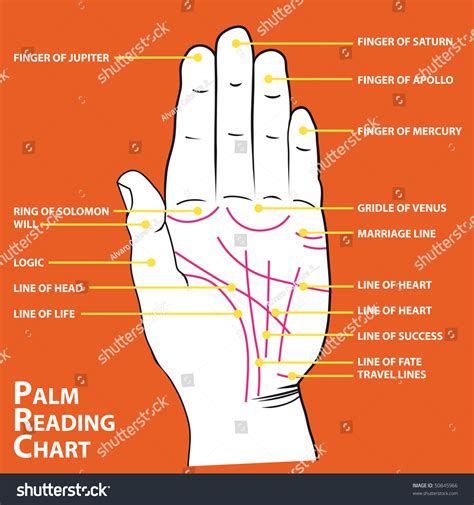 Palmistry Map Of The Palms Main Lines Vector Illustration 50845966