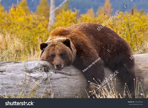 Grizzly bear sleeping Images, Stock Photos & Vectors | Shutterstock