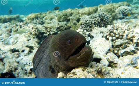 Moray Eels Pisces Type Bone Fish Osteichthyes Moray Eels