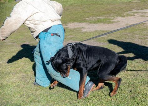 Premium Photo | Training of rottweiler