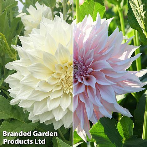 Dahlia Caf Au Lait Collection Thompson Morgan