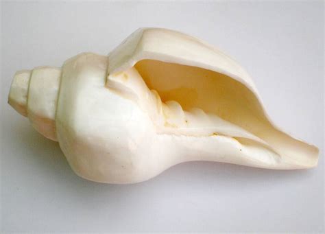 Large Architectured Blowing Conch Shell 9