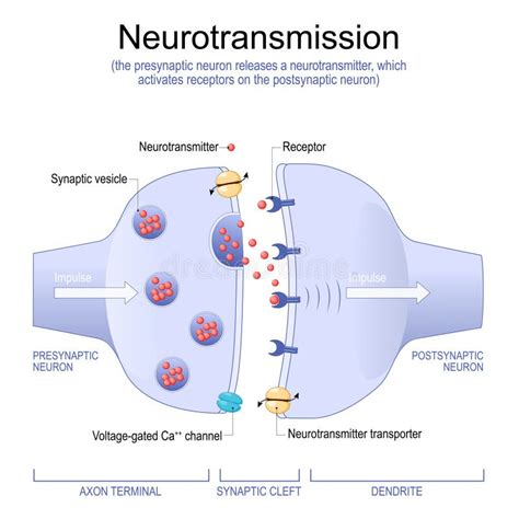 Synapse Structure Neurotransmitter Synaptic Vesicles And Synaptic