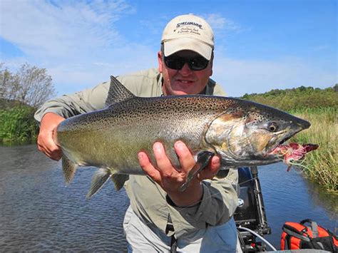 King Salmon On The Au Sable And Betsie Rivers Streamside Au Sable