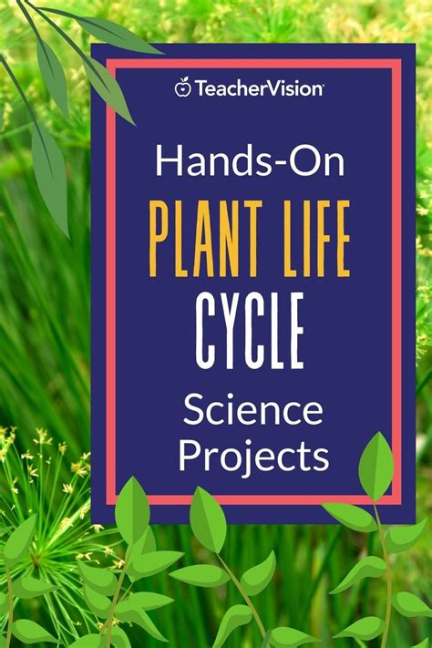 Plant Life Cycle Stages 3rd Grade Science Pbl Artofit