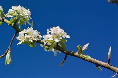 Apple Tree Flowers Blossoms Free Photo On Pixabay Pixabay