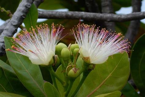 Most Beautiful Rarest Flowers In The World Depth World