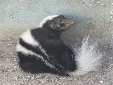 Zorrillo de espalda blanca sureño Mamíferos del Caribe colombiano