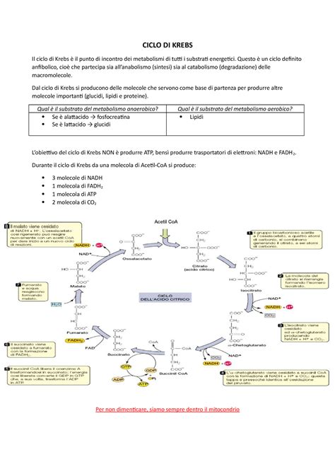 Biochimica 18 Ciclo Di Krebs Catena Di Trasporto Degli Elettroni